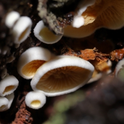 Unidentified Furry, white or greyish upper surface at Tidbinbilla Nature Reserve - 16 Jun 2024 by TimL