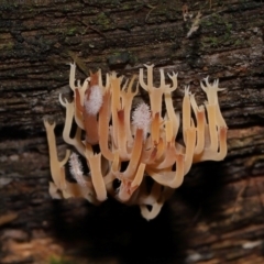 Artomyces sp. at Tidbinbilla Nature Reserve - 16 Jun 2024 12:15 PM