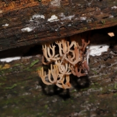 Artomyces sp. at Tidbinbilla Nature Reserve - 16 Jun 2024 12:15 PM