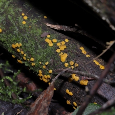 Bisporella citrina (Yellow Fairy Cups or Lemon Discos) at Tidbinbilla Nature Reserve - 16 Jun 2024 by TimL