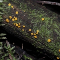 Bisporella citrina at Tidbinbilla Nature Reserve - 16 Jun 2024