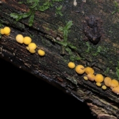 Bisporella citrina at Tidbinbilla Nature Reserve - 16 Jun 2024