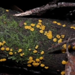 Bisporella citrina at Tidbinbilla Nature Reserve - 16 Jun 2024 12:09 PM