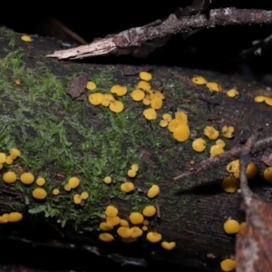 Bisporella citrina at Tidbinbilla Nature Reserve - 16 Jun 2024