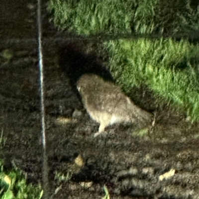 Ninox boobook (Southern Boobook) at Kangaroo Valley, NSW - 15 Jun 2024 by lbradley