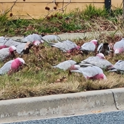 Eolophus roseicapilla (Galah) at Isaacs, ACT - 17 Jun 2024 by Mike