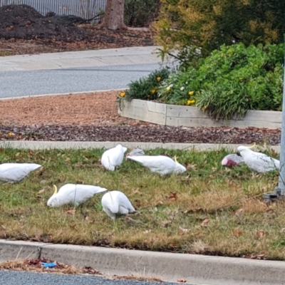 Cacatua galerita (Sulphur-crested Cockatoo) at Isaacs, ACT - 16 Jun 2024 by Mike