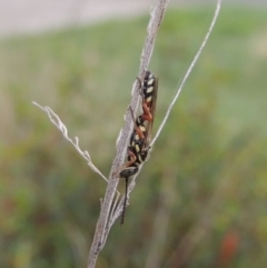 Aeolothynnus sp. (genus) at Pollinator-friendly garden Conder - 3 Jan 2024 by michaelb