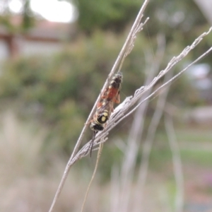 Aeolothynnus sp. (genus) at Pollinator-friendly garden Conder - 3 Jan 2024 06:11 PM