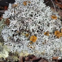 Baeomyces/Dibaeis at Kybeyan State Conservation Area - 16 Jun 2024 by mahargiani
