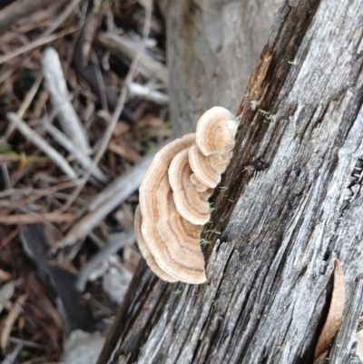 Trametes versicolor at Numeralla, NSW - 16 Jun 2024 by mahargiani