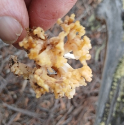 Ramaria capitata var. capitata (Pale cauliflower coral) at Numeralla, NSW - 16 Jun 2024 by mahargiani