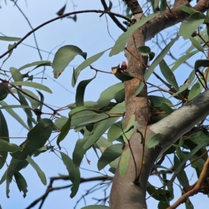 Eucalyptus mannifera subsp. mannifera at Mount Majura - 17 Jun 2024 09:02 AM