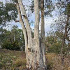 Eucalyptus mannifera subsp. mannifera at Mount Majura - 17 Jun 2024 09:02 AM