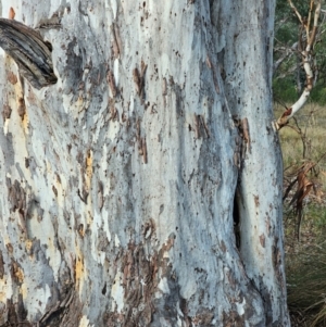 Eucalyptus mannifera subsp. mannifera at Mount Majura - 17 Jun 2024 09:02 AM