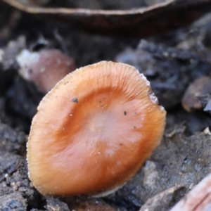 zz agaric (stem; gills white/cream) at QPRC LGA - suppressed