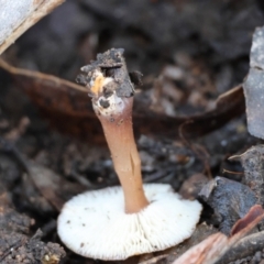 zz agaric (stem; gills white/cream) at QPRC LGA - suppressed