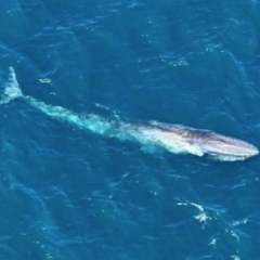 Balaenoptera musculus (Blue Whale) at Undefined, WA - 27 Nov 2023 by michaelb