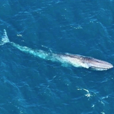 Balaenoptera musculus (Blue Whale) at Undefined, WA - 27 Nov 2023 by michaelb