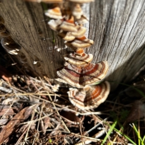 Trametes versicolor at QPRC LGA - 16 Jun 2024