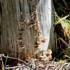 Trametes versicolor at QPRC LGA - 16 Jun 2024