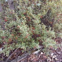 Grevillea oxyantha subsp. oxyantha (Kybean Grevillea) at Kybeyan State Conservation Area - 16 Jun 2024 by mahargiani