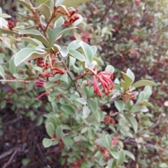 Grevillea oxyantha subsp. oxyantha at Kybeyan State Conservation Area - 16 Jun 2024 09:32 AM