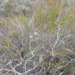 Allocasuarina nana (Dwarf She-oak) at Numeralla, NSW - 16 Jun 2024 by mahargiani