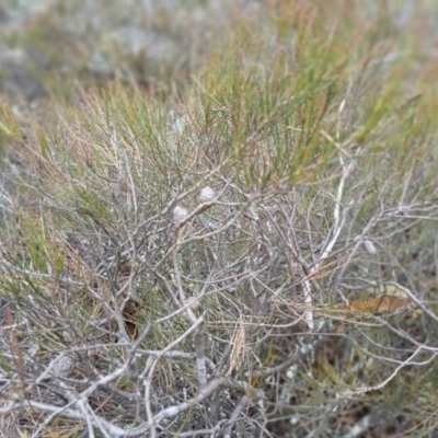 Allocasuarina nana (Dwarf She-oak) at Numeralla, NSW - 16 Jun 2024 by mahargiani