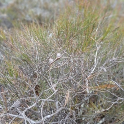 Allocasuarina nana (Dwarf She-oak) at Numeralla, NSW - 15 Jun 2024 by mahargiani