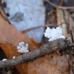 Schizophyllum commune (Split Gill Fungus) at QPRC LGA - 16 Jun 2024 by LisaH