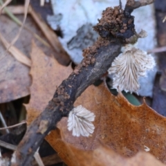 Schizophyllum commune at QPRC LGA - suppressed