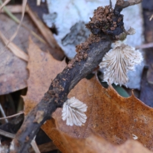 Schizophyllum commune at QPRC LGA - suppressed