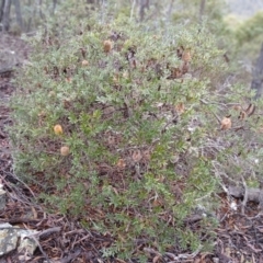 Banksia canei (Mountain Banksia) at Kybeyan State Conservation Area - 16 Jun 2024 by mahargiani