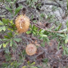 Banksia canei at Kybeyan State Conservation Area - 16 Jun 2024 09:54 AM