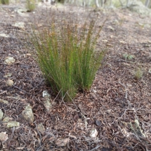 Juncus sp. at Kybeyan State Conservation Area - 16 Jun 2024