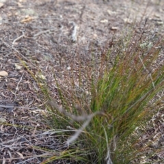 Juncus sp. at Kybeyan State Conservation Area - 16 Jun 2024