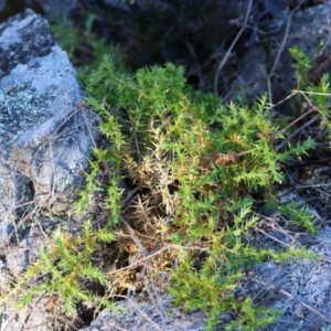 Stellaria pungens at QPRC LGA - suppressed