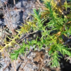 Stellaria pungens at QPRC LGA - suppressed