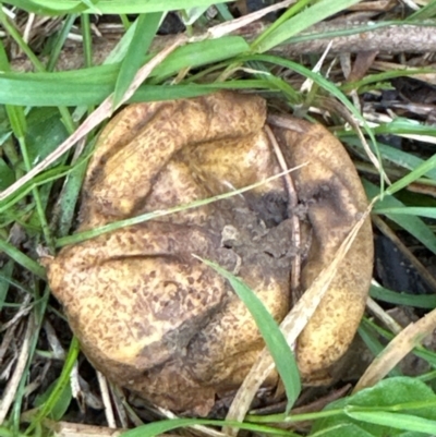 Scleroderma sp. (Scleroderma) at Kangaroo Valley, NSW - 17 Jun 2024 by lbradley