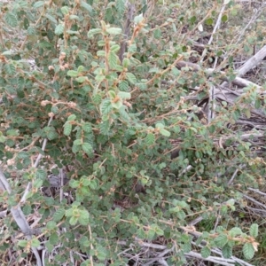 Pomaderris eriocephala at Kybeyan State Conservation Area - 16 Jun 2024