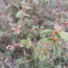 Pomaderris eriocephala at Kybeyan State Conservation Area - 16 Jun 2024