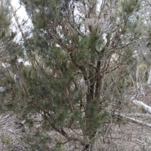 Allocasuarina littoralis at Kybeyan State Conservation Area - 16 Jun 2024