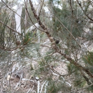 Allocasuarina littoralis at Kybeyan State Conservation Area - 16 Jun 2024