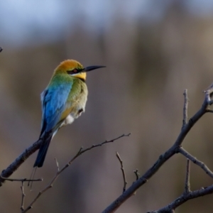 Merops ornatus at Uriarra Recreation Reserve - 17 Nov 2023