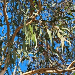 Eucalyptus bridgesiana at Watson Woodlands - 17 Jun 2024