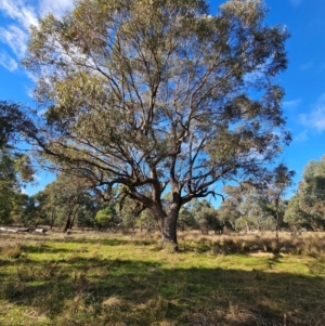 Eucalyptus bridgesiana at Watson Woodlands - 17 Jun 2024