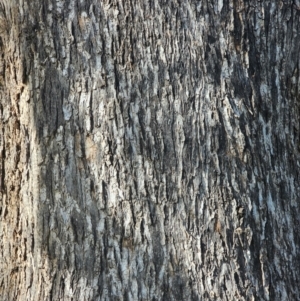 Eucalyptus bridgesiana at Watson Woodlands - 17 Jun 2024