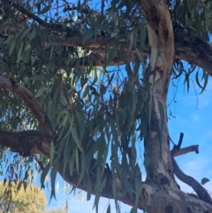 Eucalyptus melliodora at Watson Woodlands - 17 Jun 2024 10:48 AM