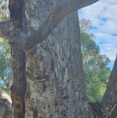 Eucalyptus melliodora at Watson Woodlands - 17 Jun 2024 10:48 AM